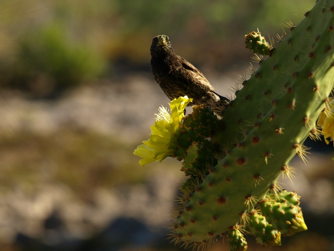 ../../Pictures/050210/014 Darwinfink.JPG